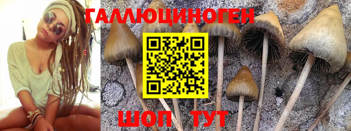Псилоцибиновые грибы Psilocybe Краснознаменск