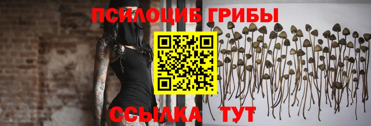 Краснознаменск  Галлюциногенные грибы MAGIC MUSHROOMS  продажа наркотиков  Псилоцибиновые грибы Magic Shrooms  Вход с VPN 